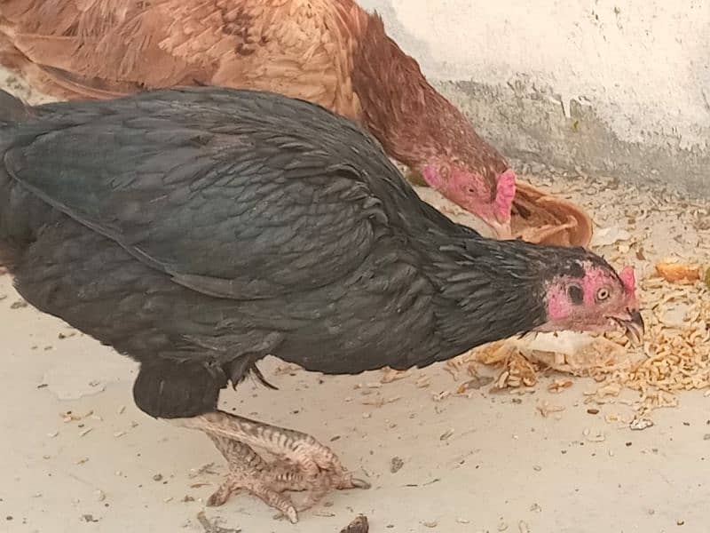 Aseel murga and hens For sale 3