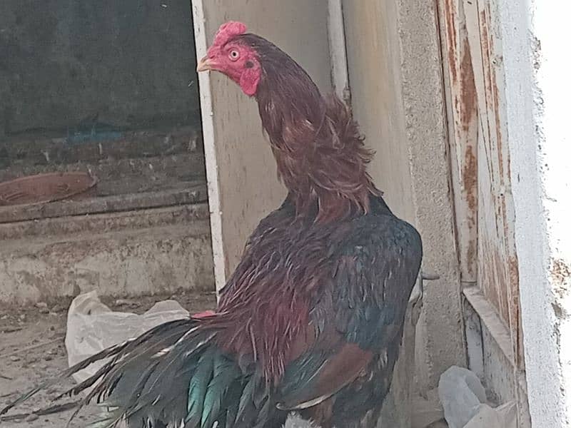 Aseel murga and hens For sale 4