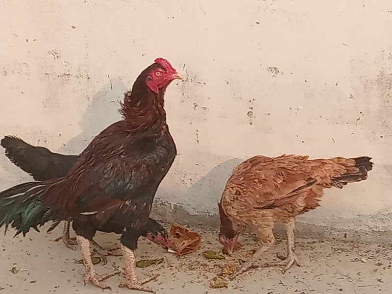 Aseel murga and hens For sale 5