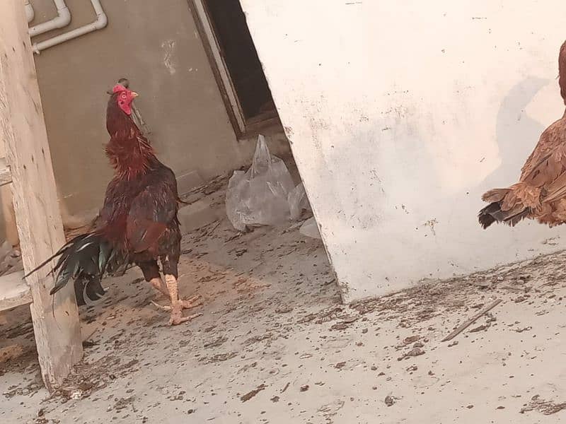 Aseel murga and hens For sale 8