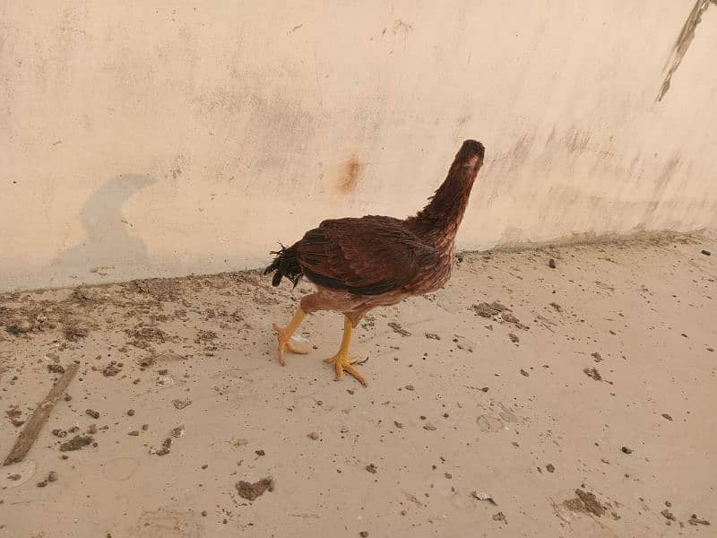 Aseel murga and hens For sale 9