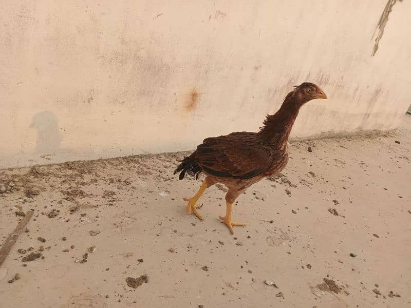 Aseel murga and hens For sale 10