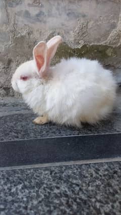 friendly pet  it is bady Rabbit