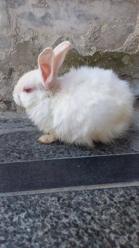 friendly pet  it is bady Rabbit 0