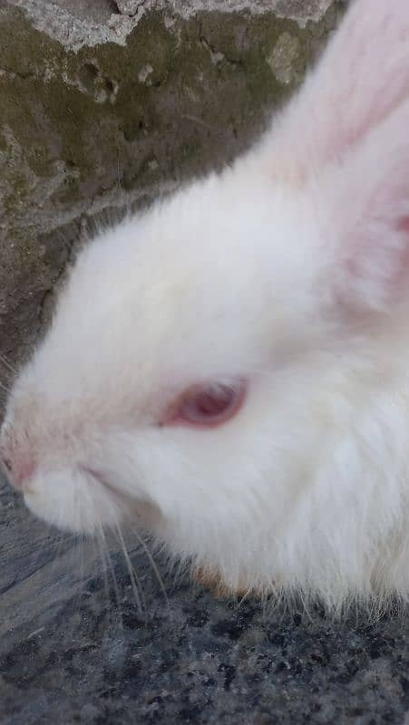 friendly pet  it is bady Rabbit 1