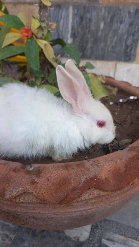 friendly pet  it is bady Rabbit 2