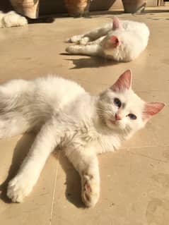 persian kitten full white