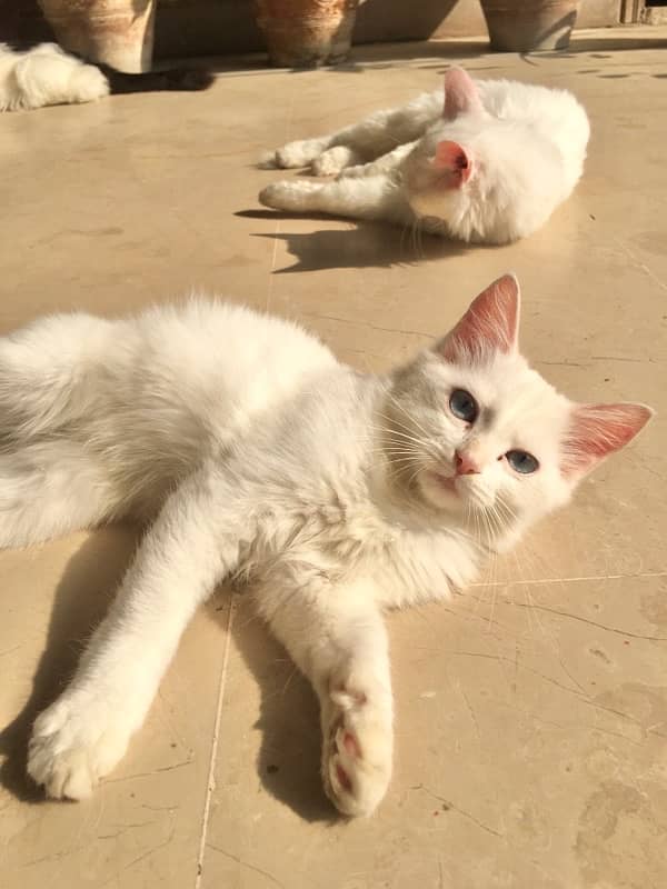 persian kitten full white 0