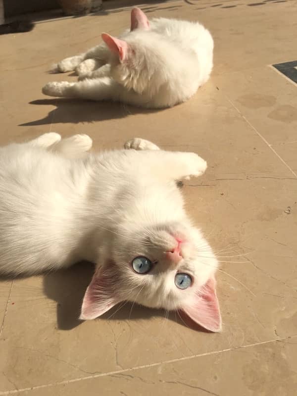 persian kitten full white 1