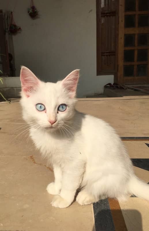 persian kitten full white 2