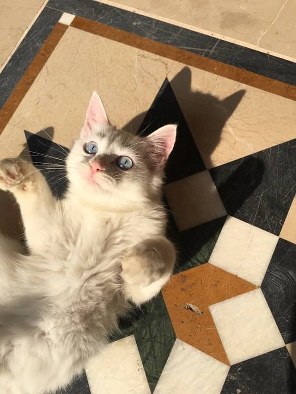 persian kitten full white 4