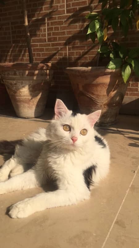 persian kitten full white 6