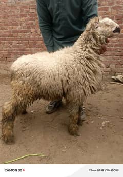 desi goat /sheep /Bakri /teddy cross path / بکری /mundri gulabi