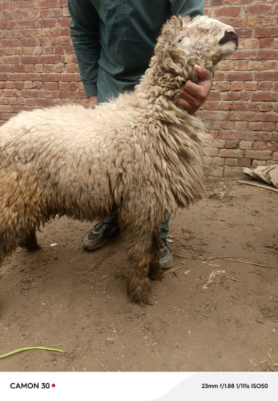 desi goat /sheep /Bakri /teddy cross path / بکری /mundri gulabi 1