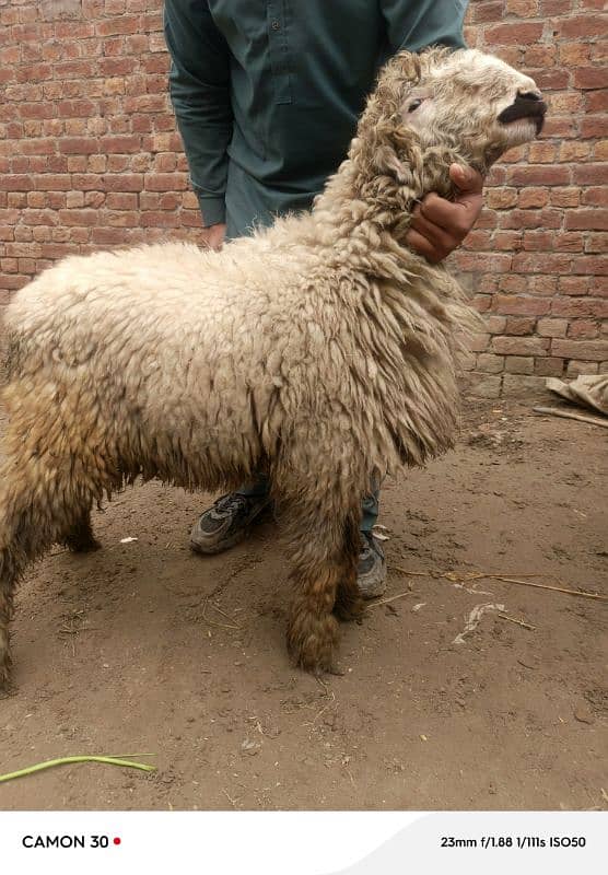 desi goat /sheep /Bakri /teddy cross path / بکری /mundri gulabi 2