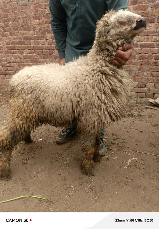 desi goat /sheep /Bakri /teddy cross path / بکری /mundri gulabi 3