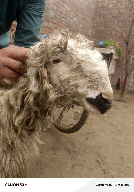 desi goat /sheep /Bakri /teddy cross path / بکری /mundri gulabi 4