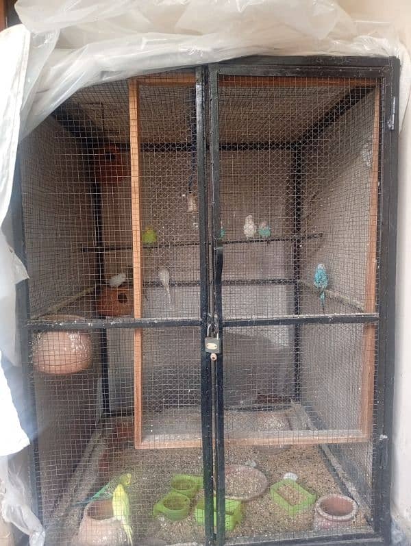 Urgently selling Budgies with 4x4 Cage 0