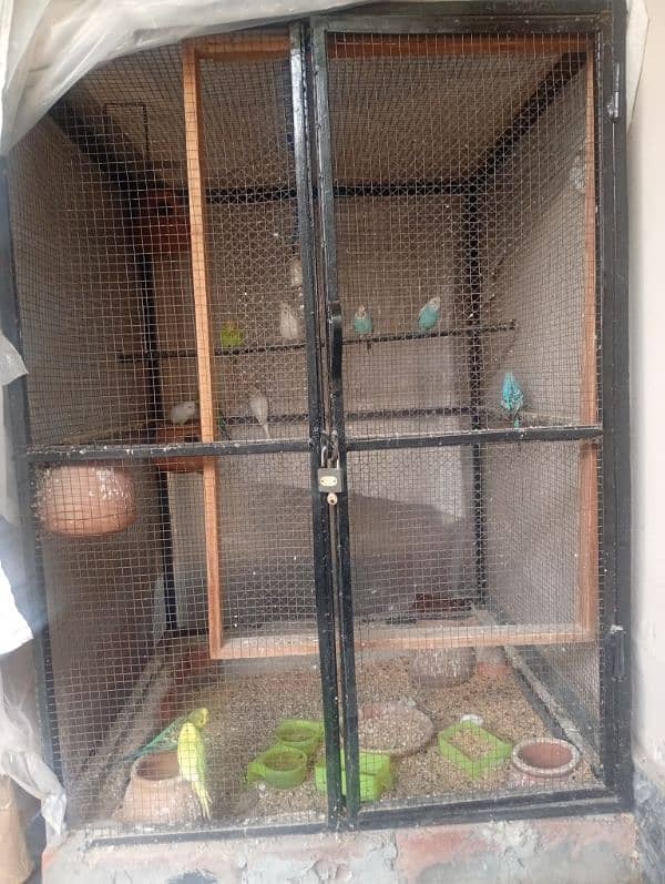 Urgently selling Budgies with 4x4 Cage 1