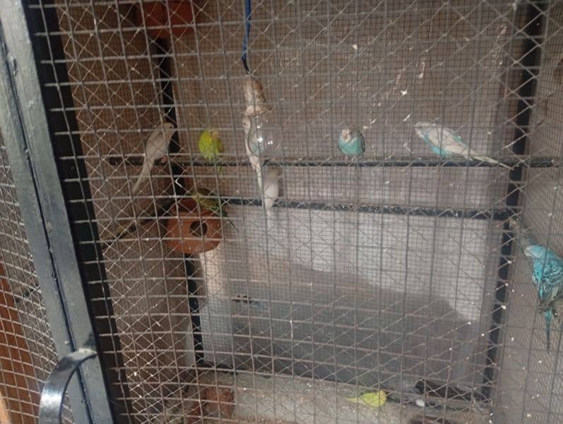 Urgently selling Budgies with 4x4 Cage 2