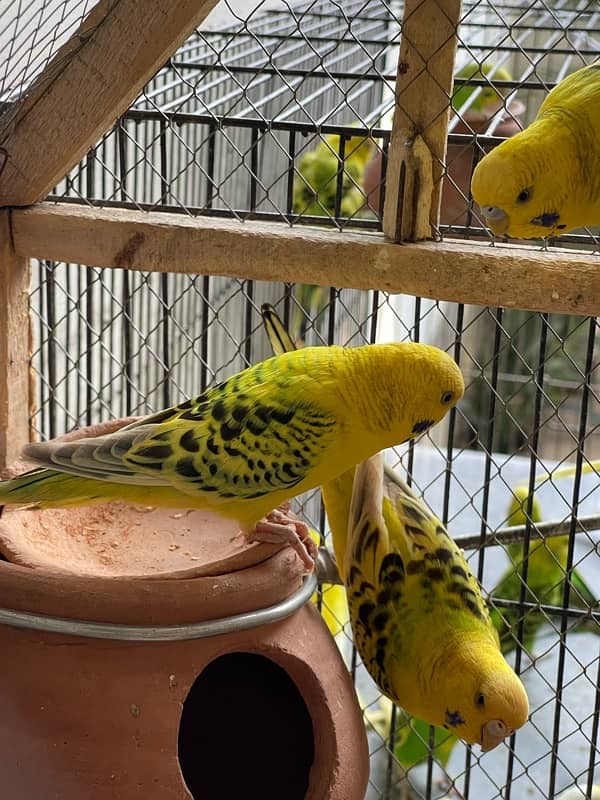 Australian Parrots | Budgies | TCB Only 1