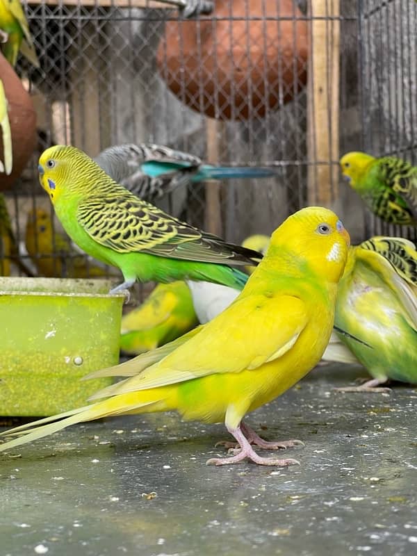 Australian Parrots | Budgies | TCB Only 2