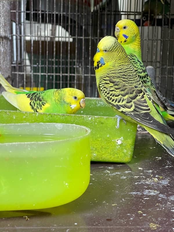 Australian Parrots | Budgies | TCB Only 3