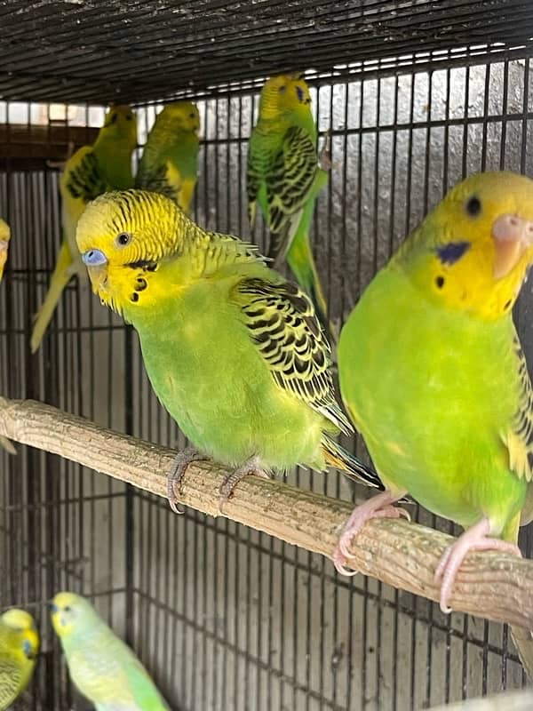 Australian Parrots | Budgies | TCB Only 4