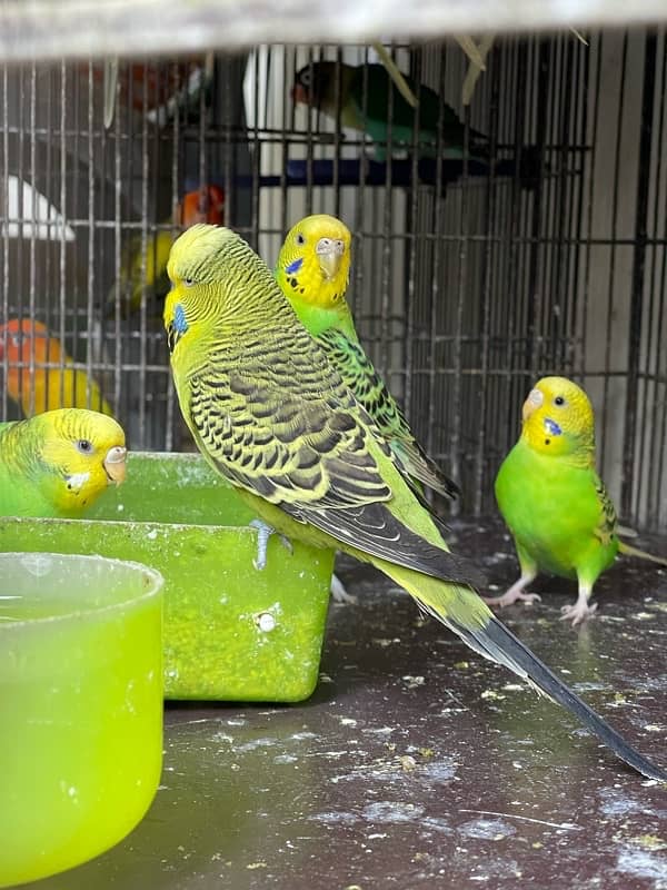 Australian Parrots | Budgies | TCB Only 5