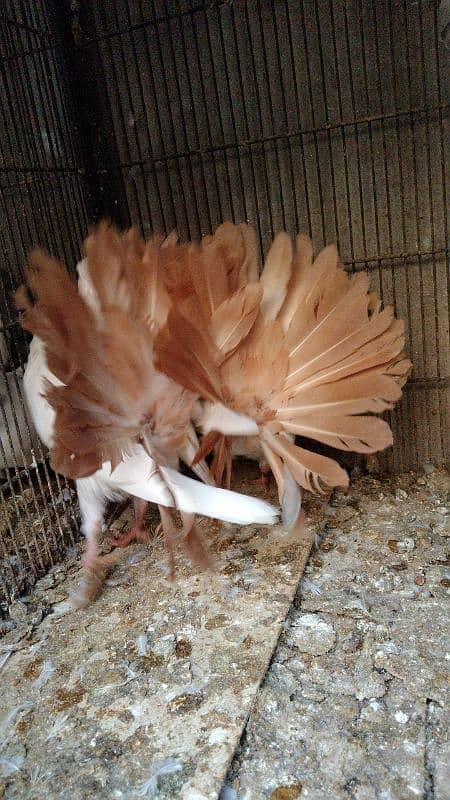 red. Yellow. silver tail chicks available 03007209391 1