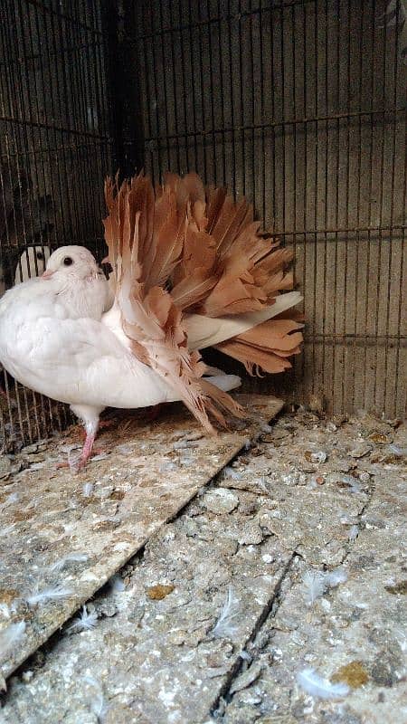 red. Yellow. silver tail chicks available 03007209391 5