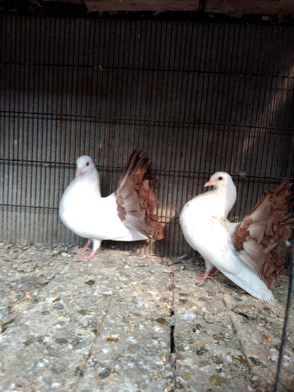 red. Yellow. silver tail chicks available 03007209391 7