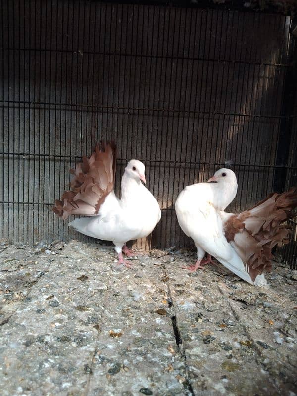 red. Yellow. silver tail chicks available 03007209391 8