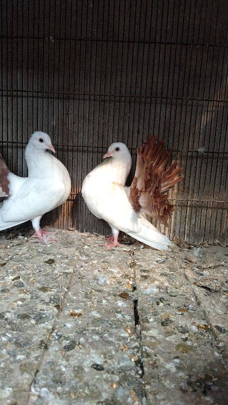 red. Yellow. silver tail chicks available 03007209391 9