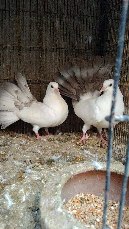 red. Yellow. silver tail chicks available 03007209391 11