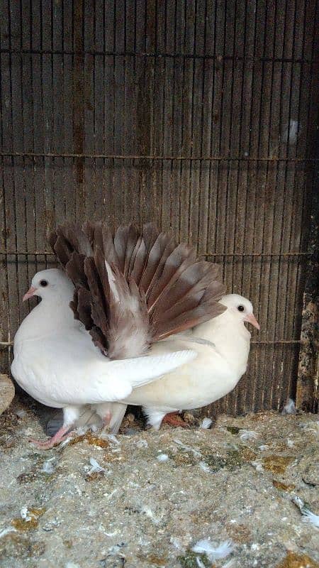 red. Yellow. silver tail chicks available 03007209391 12