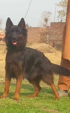 German Shepherd female long coat age 10 month for sale