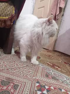 Russian cat male for sale