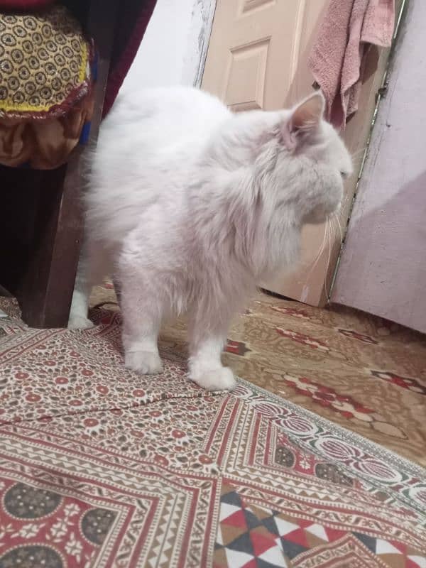 Russian cat male for sale 0