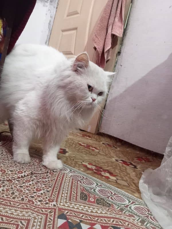 Russian cat male for sale 1