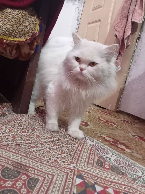 Russian cat male for sale 2