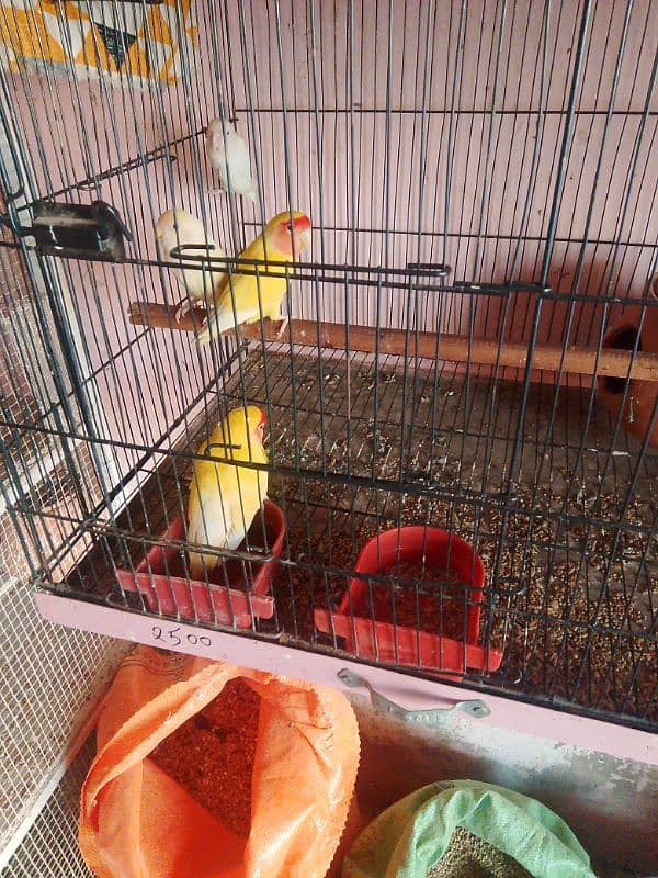 love bird 100  parcent breeder pair Egg diya houa ha 0