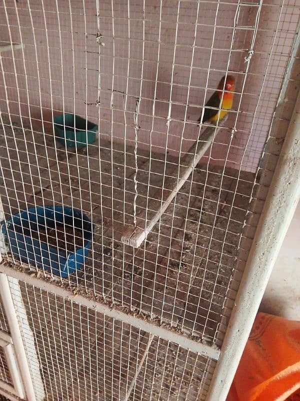 love bird 100  parcent breeder pair Egg diya houa ha 1