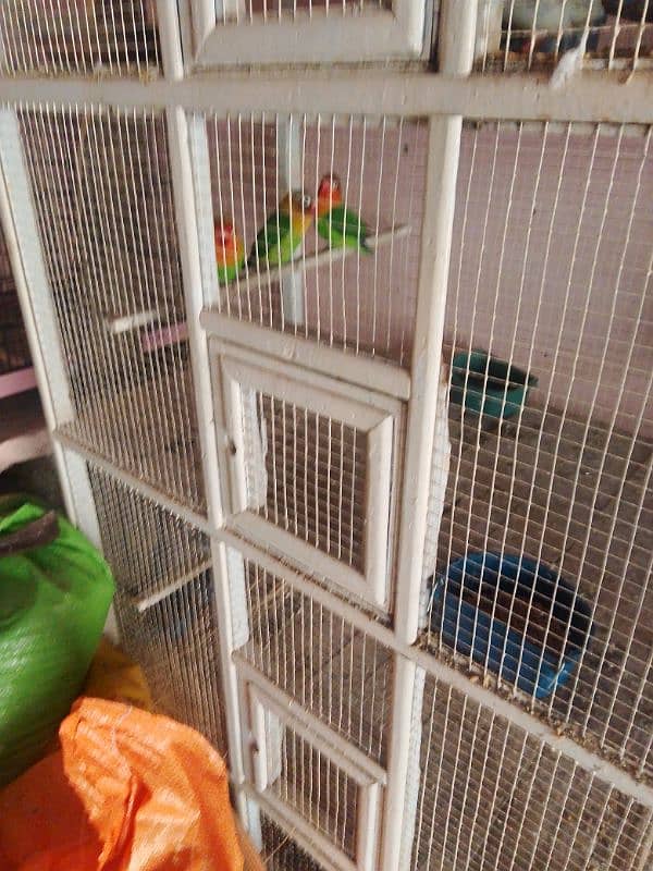 love bird 100  parcent breeder pair Egg diya houa ha 2