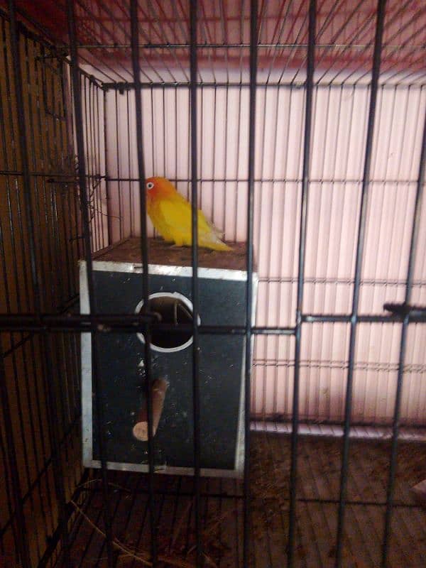 love bird 100  parcent breeder pair Egg diya houa ha 3