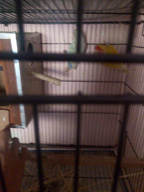 love bird 100  parcent breeder pair Egg diya houa ha 8