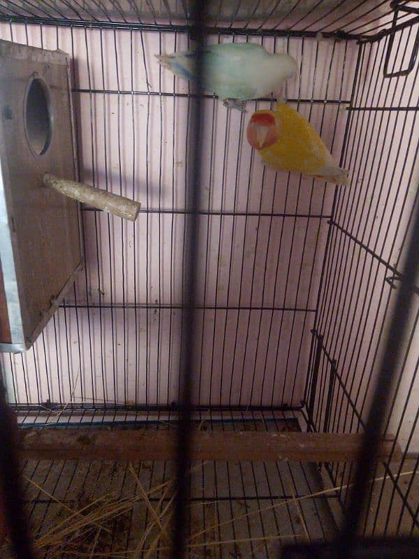 love bird 100  parcent breeder pair Egg diya houa ha 9