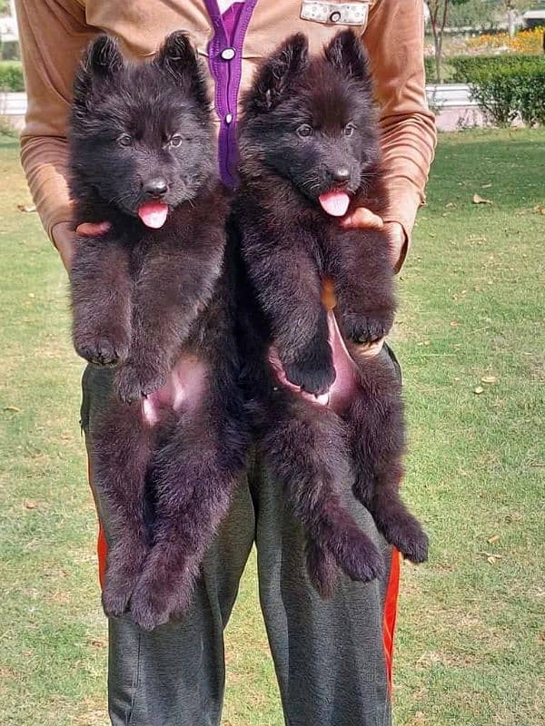 topline show high class quality black gsd long coat pair for sale 1