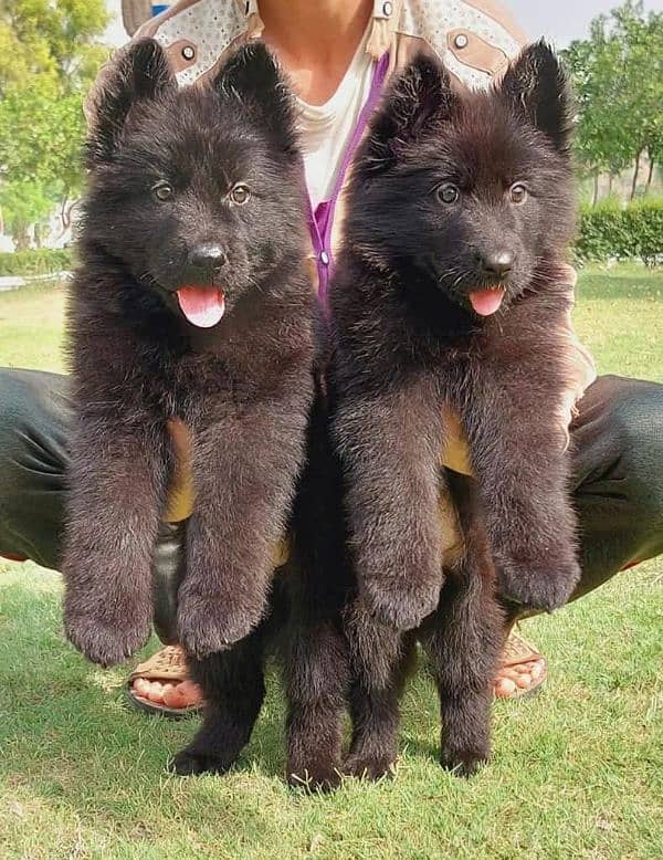 topline show high class quality black gsd long coat pair for sale 2