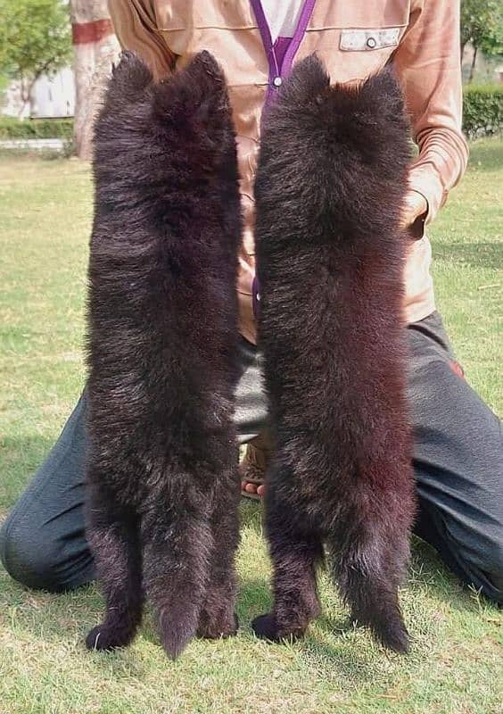 topline show high class quality black gsd long coat pair for sale 3